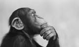 monke think
