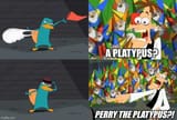 a-platypus-meme-a-PERRY-the-platypus-meme