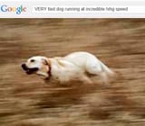 fastdog