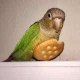 pollywantedacracker