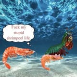 shrimp