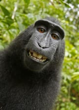 monkey-selfie
