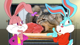what are we going to do with this cat