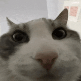 looks-inside-cat-meme