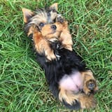 hugdoggo