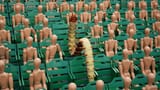Cheering centipede