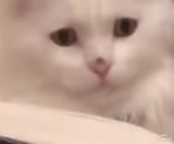 calculus cat