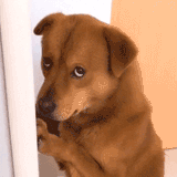 shy