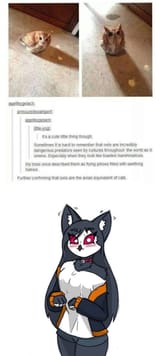 octavia_cat_owl