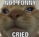 sad cat