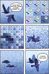 bird friendship