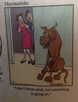 marmaduke returns to his roots