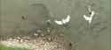pigeons-dinner-SAUCE-https-youtu-be-pwlJO789k-Giant-catfish-eats-pigeon_thumb.jpg