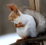 zen squirrel