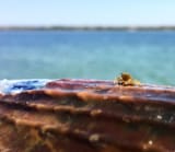 krab