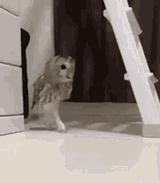 owlstelth