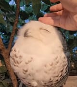 PetthelilOwl