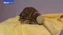 OwlBrushieBrushie_thumb.jpg