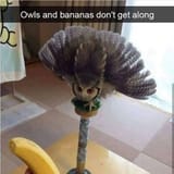 Owlbanana