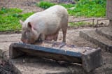 pig-feeding-trough-14116117