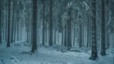 thick snow pine forest