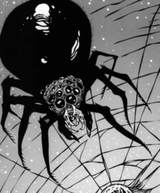 australian spider