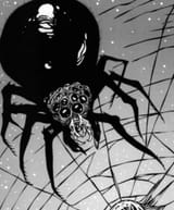 australian spider