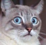 puss shocked