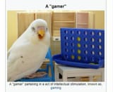 birbo gamer