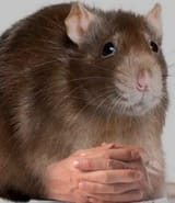 rat hands