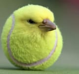 borb