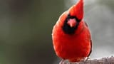 Cardinal