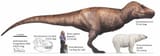 t-rex-and-u-maritimus-polar-bear-size-comparison-artwork-by-v0-14o9zrunz67a1