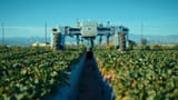 Agrobot Strawberry harvester