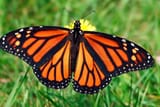 monarch-butterfly-grass_3x2