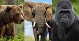 StrongestAnimal