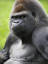 eric-baccega-male-silverback-western-lowland-gorilla-portrait-france_u-l-q10o3cp0