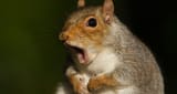 squirrel-1200x640
