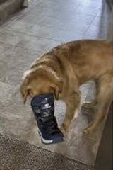 boot dog