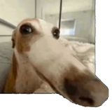 1729097411975502