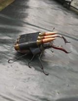 beetle