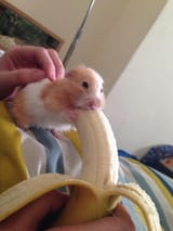 hamster banana