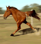 if I was this horse I would try to kill myself honestly such mode of living is not worth it