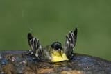 birbo bath