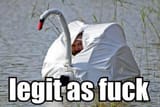 1abdefacd9976da636dad9fa9bcc01f8-swan-seems-legit