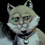 cat