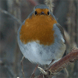 Borb 