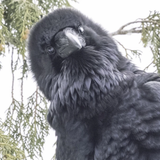 raven-looks-down