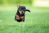 chihuahua-dog-running-purple-collar-pet-photography