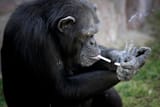ap-smoking-chimp1